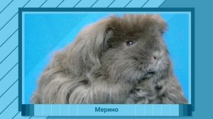 *ВСЕ* *ПОРОДЫ* *МОРСКИХ* *СВИНОК*