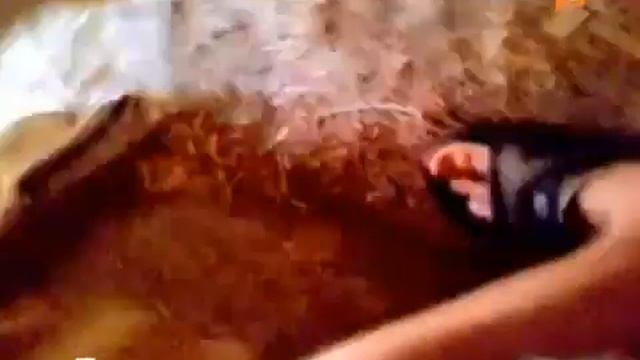 Огромный алабай едва не загрыз хозяина в конуре.mp4 смотреть онлайн