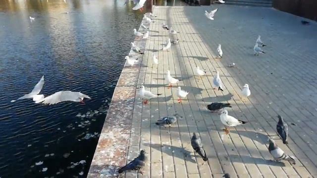 Лебединое озеро-главная достопримечательность Астрахани. Swan Lake.