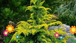 Кипарисовик тупой Фернсрей голд. Краткий обзор, описание chamaecyparis obtusa Fernspray Gold