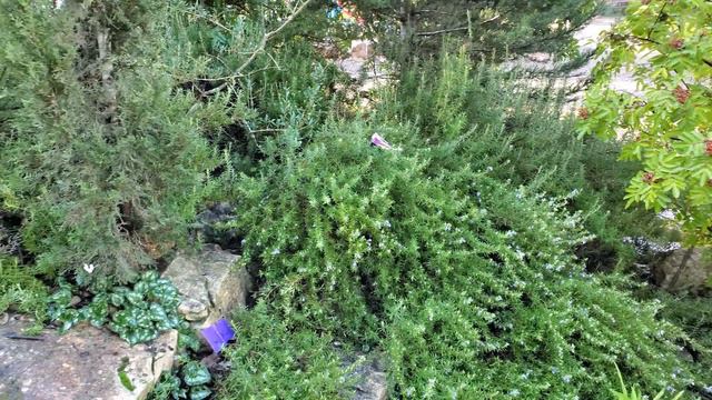 Galaxy Fold video 4K/60fps тест сюжет смотреть онлайн