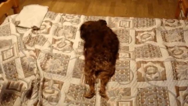 Чапа & Малинка (часть1) смотреть онлайн