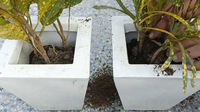 Planting Croton Plants | Where And How We Should Keep Them | Codiaeum Variegatum Plants смотреть онлайн