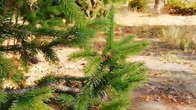 ?ОСЕНЬ НАСТУПИЛА И ЛЕС ПРЕОБРАЗИЛСЯ .?