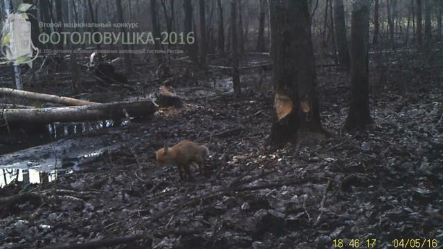 ID1274 Государственный заповедник Приволжская лесостепь Хищники