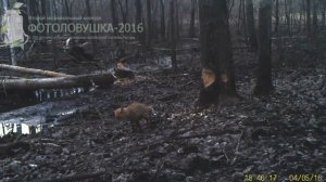 ID1274 Государственный заповедник Приволжская лесостепь Хищники