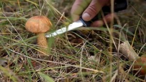 Грибное лето в Якутии