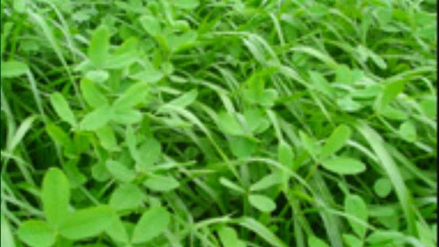 ryegrass otu ,ryegrass ekimi,ryegrass yem bitkisi tohumu смотреть онлайн