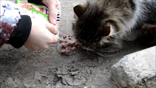 || право на жизнь || спасём жизни бездомных животных || смотреть онлайн