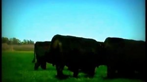 Абердин-ангусская порода крупного рогатого скота