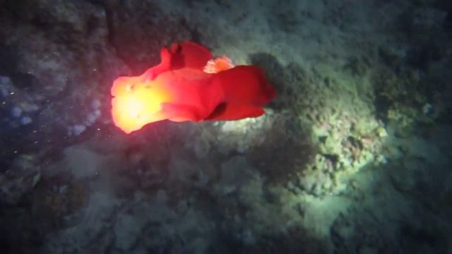 Hexabranchus sanguineus - Spanish dancer - Испанский танцор смотреть онлайн