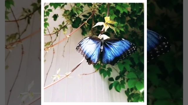 Тропическая бабочка Голубой Морфо (morpho peleides)