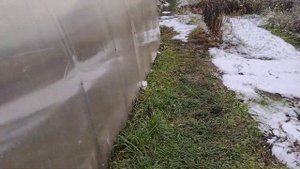 Гуси, куры, утки. Что нового на птичьем дворе?