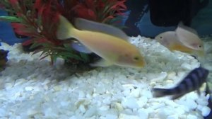 Псевдотрофеус Демасони (Pseudotropheus demasoni).