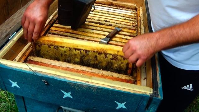 Заброшенные пчёлы живут как в природе. Пасека без присмотра! смотреть онлайн