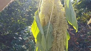 АМАРАНТ - растение 21века!  Голод отменяется!