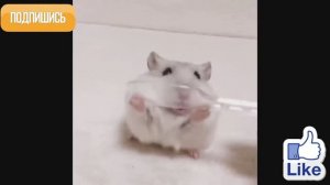 Смешные животные 63