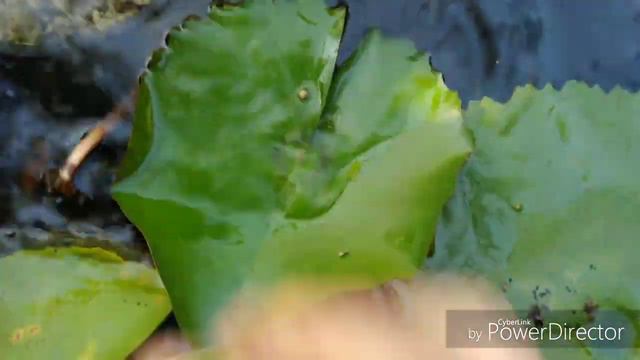 Orchid walkabout updates & Edithcolea grandis blooms update смотреть онлайн