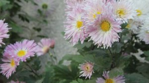 Природа. Цветы.