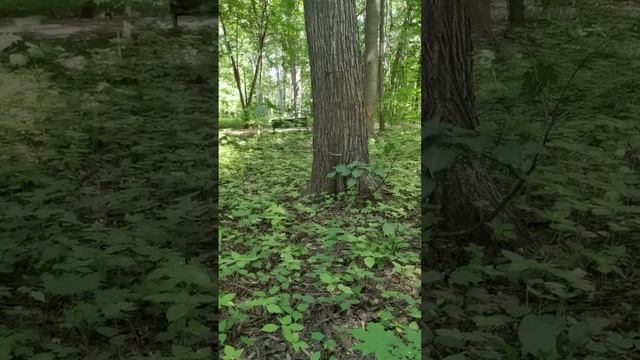 Белочка ?️ в Нескучном саду ??? (Парк Горького, Москва) хочет орешки) | Видео # 39 смотреть онлайн