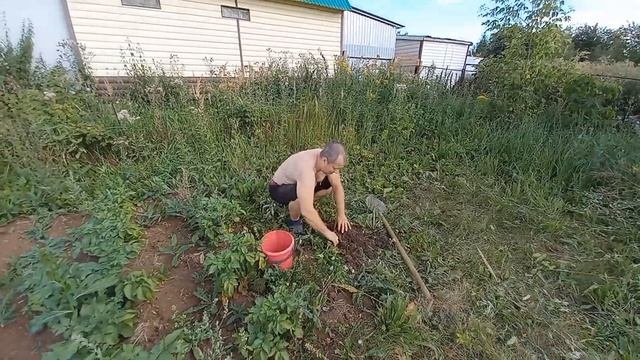 21# КУПИЛИ ЗАБРОШЕННУЮ ДАЧУ. Бросила дачу на две недели. Выкопали картошку. Собираем фундук.