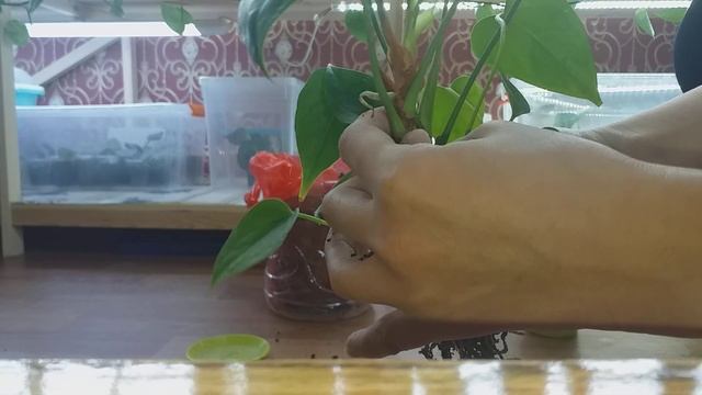 Антуриум(Еркек бақыты) гүліне пересадка жасау смотреть онлайн
