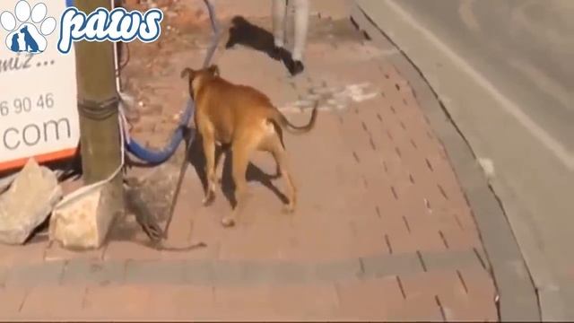 Pitbull attacks a Bully Kutta!!! смотреть онлайн