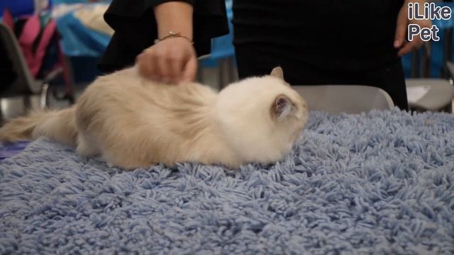 5 особенностей содержания кошек породы рэгдолл смотреть онлайн