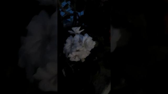 Цветущие пеларгонии октябрь 2021 выпуск № 4 #пеларгонии #пеларгонія #цветы смотреть онлайн