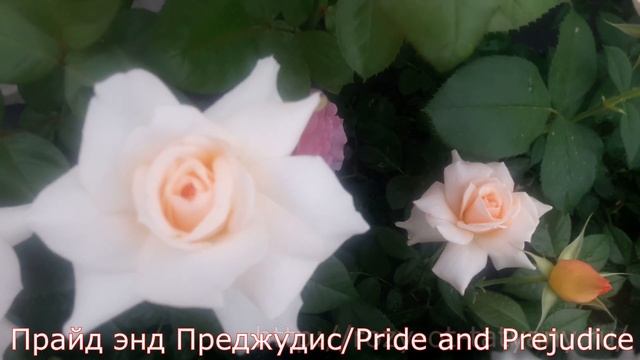 Розы Флорибунда - Питомник роз от Татьяны