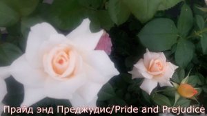 Розы Флорибунда - Питомник роз от Татьяны