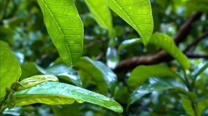 ТАБИҒАТ ҮНІ. ОРМАН ДАУЫСЫ