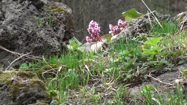 Парк ботанического сада в Санкт-Петербурге смотреть онлайн