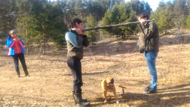 Шок! Живодеры мучают стафа! ;) смотреть онлайн