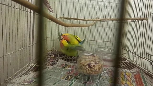 спаривание (неразлучники) смотреть онлайн