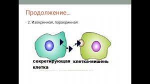 Введение в эндокринологию.Классификация гормонов.Типы гормональных систем. Принципы регуляции.
