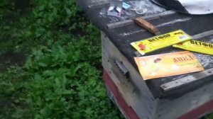 Какими полосками лечить пчёл от варроатоза