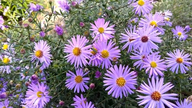 Осенние цветы. Астра новобельгийская. Autumn flowers. Aster New Belgian. Herbstblumen.