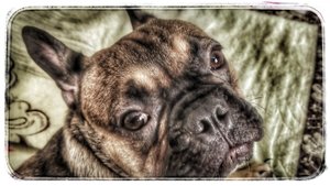 Опять Мегги!?Ну всё, про домашних питомцев последнее видео?!