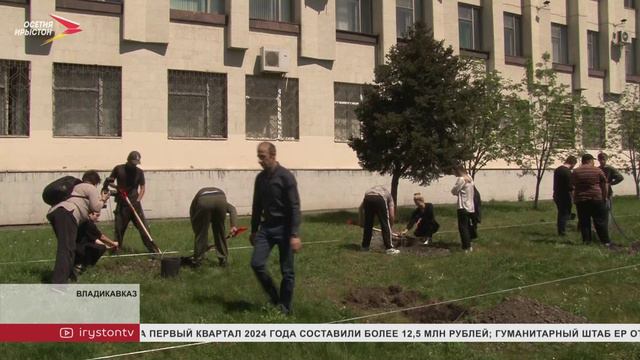 20 саженцев церциса канадского посадили студенты ГГАУ перед административным корпусом