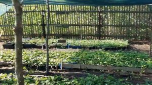 Ошибки при выращивании рассады клубники в стаканчиках