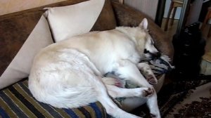 Белая швейцарская овчарка. Чудеса дрессировки!!!.avi