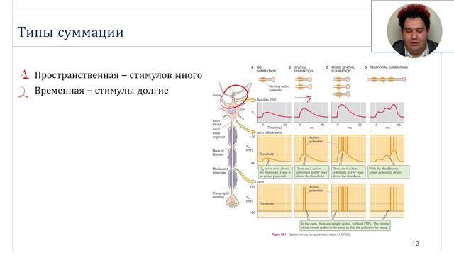 Нервные импульсы. Электрофизиология нейронов.
