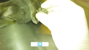 Huge Maggots & Mangoworms Cleaning From Stray Dog ! Animal Rescue Video 2022 #11