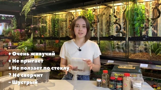Чем кормить насекомоядных рептилий? Основа рациона хищных ящериц и амфибий