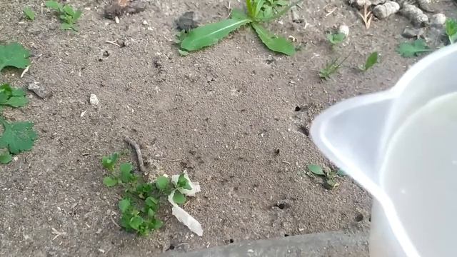 Муравьи Кучей падают Прямо На Глазах! Наконец то Реально Рабочий Способ! Муравьи исчезли