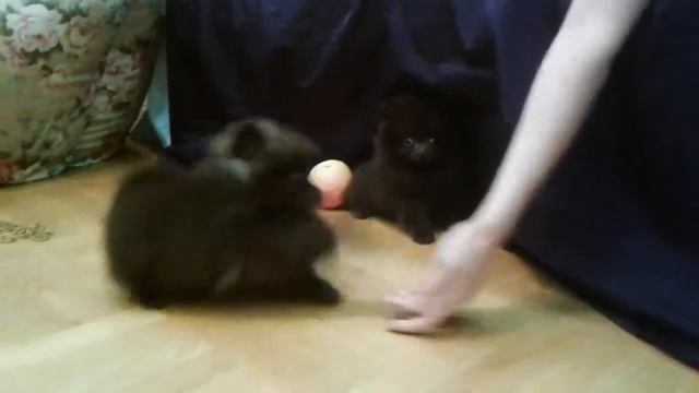 Шпиц девочка шоколадка