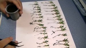 Mestoklema Tuberosum рассаживание сеянцев 03/05/2020