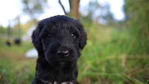 ЩЕНКИ - Португальская водяная собака