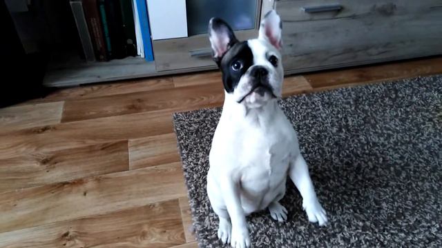 Французский бульдог или заяц? Команда "Зайчик". смотреть онлайн